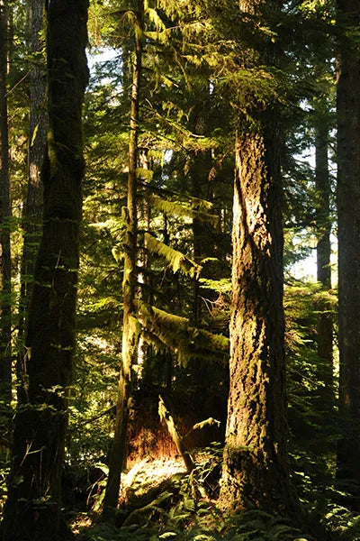 Sunlight filtering through a dense forest with tall trees and green foliage.